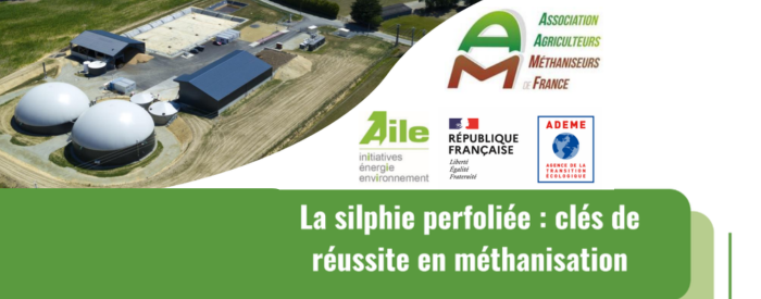La silphie en méthanisation : atouts et points de vigilance